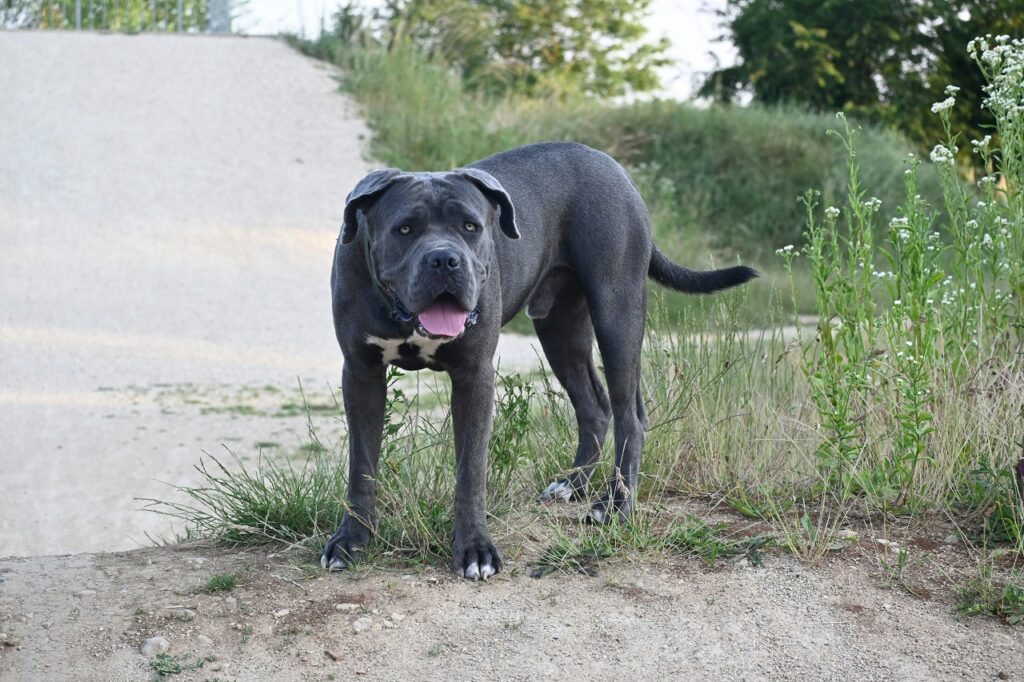 cane corso