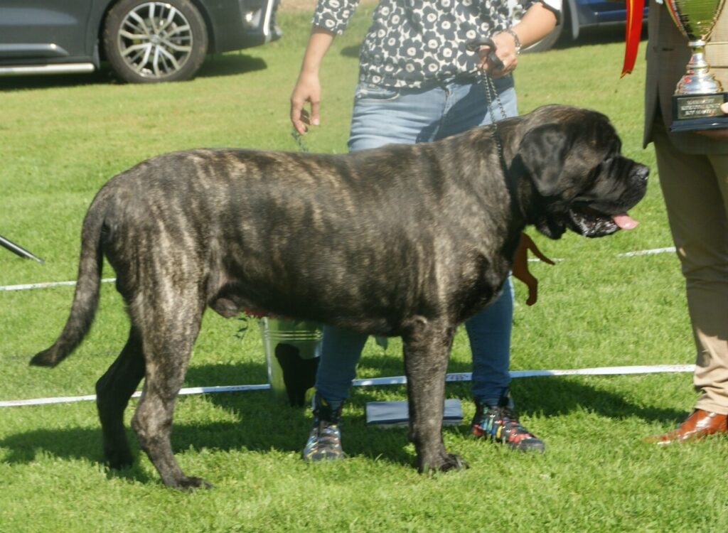 american mastiff