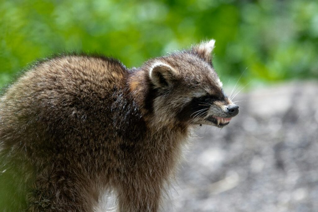 Raccoon Angry