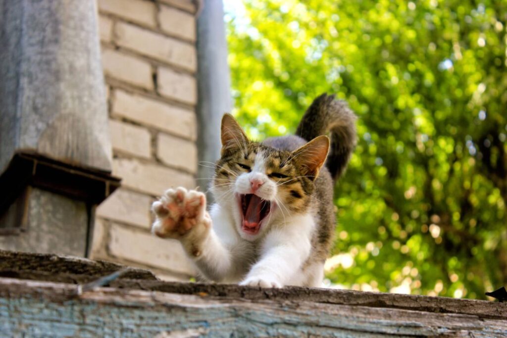 Sudden Aggession in cats