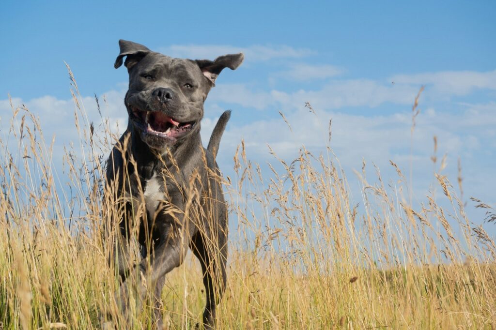 cane corso