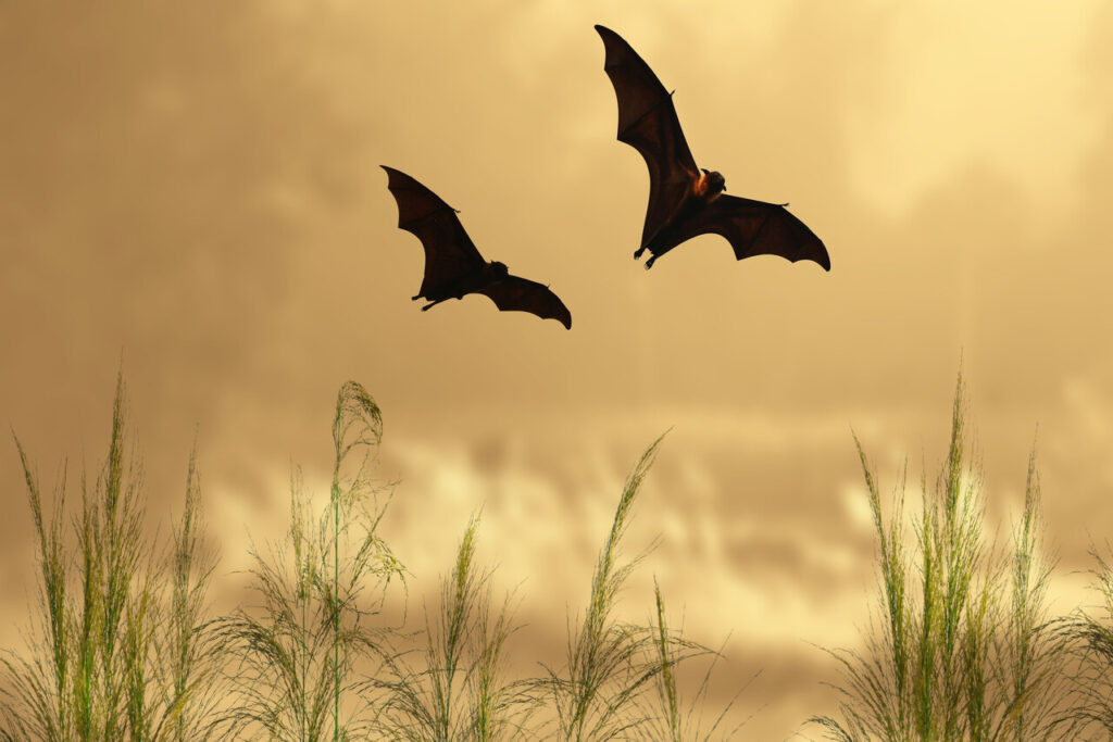 Bats play a huge role in ecosystem