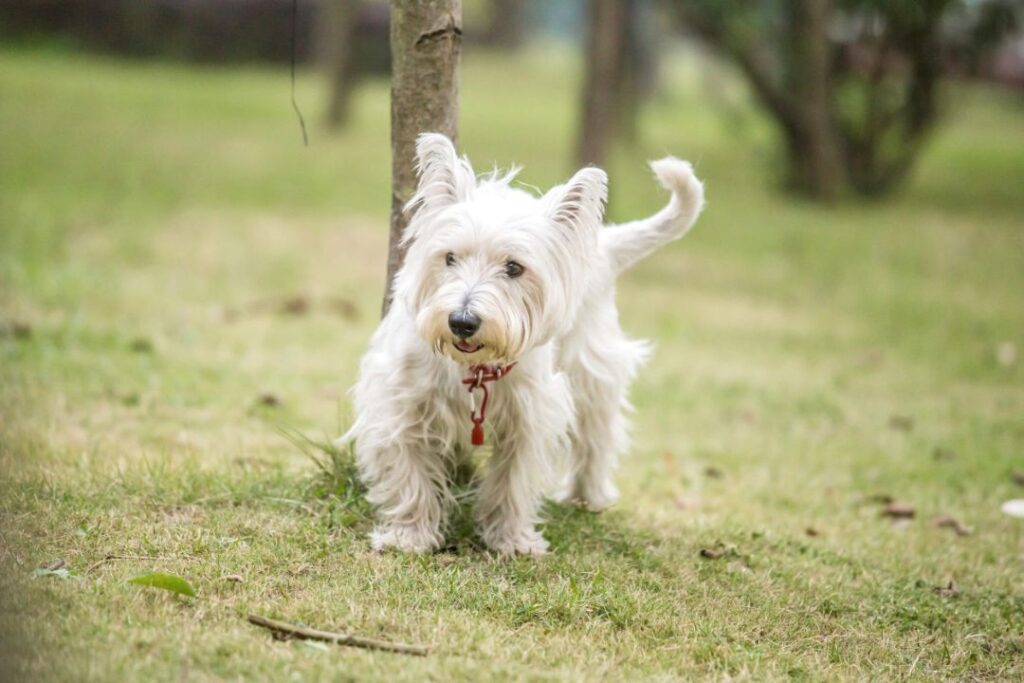 West Highland White Terrier