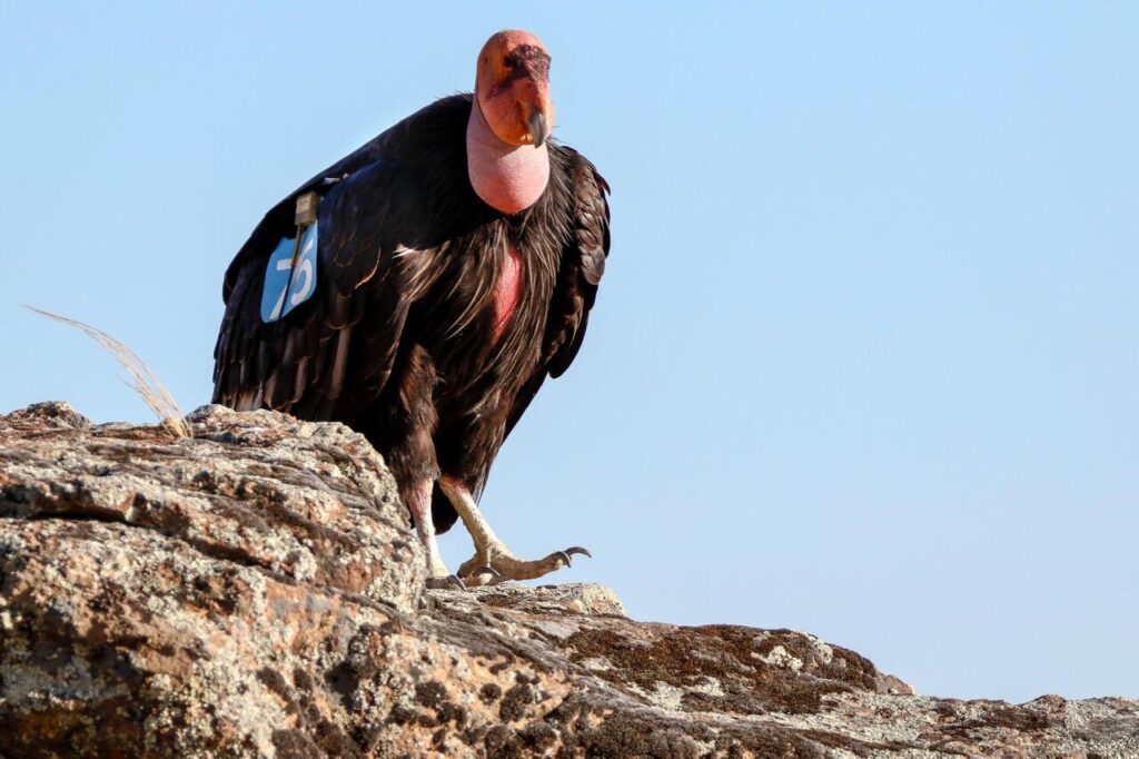 California Condor