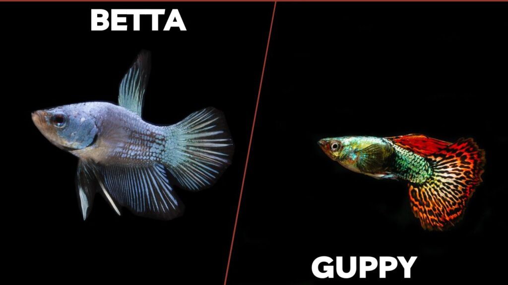 betta and guppy