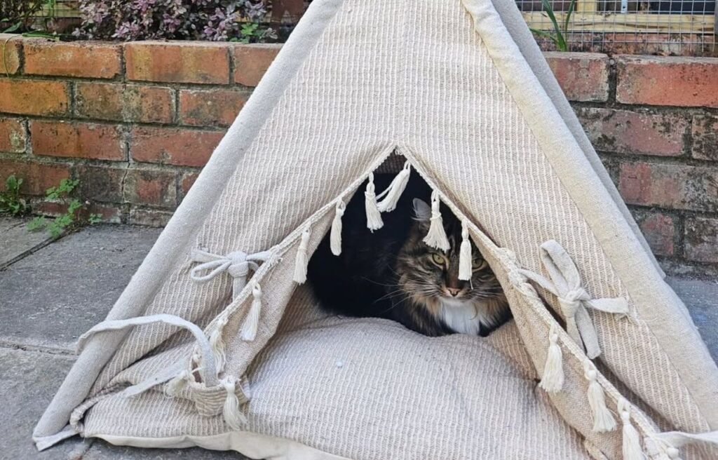 Cat hiding in a teepee in a catio.