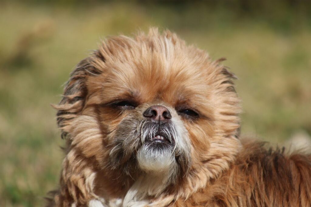 Pekingese