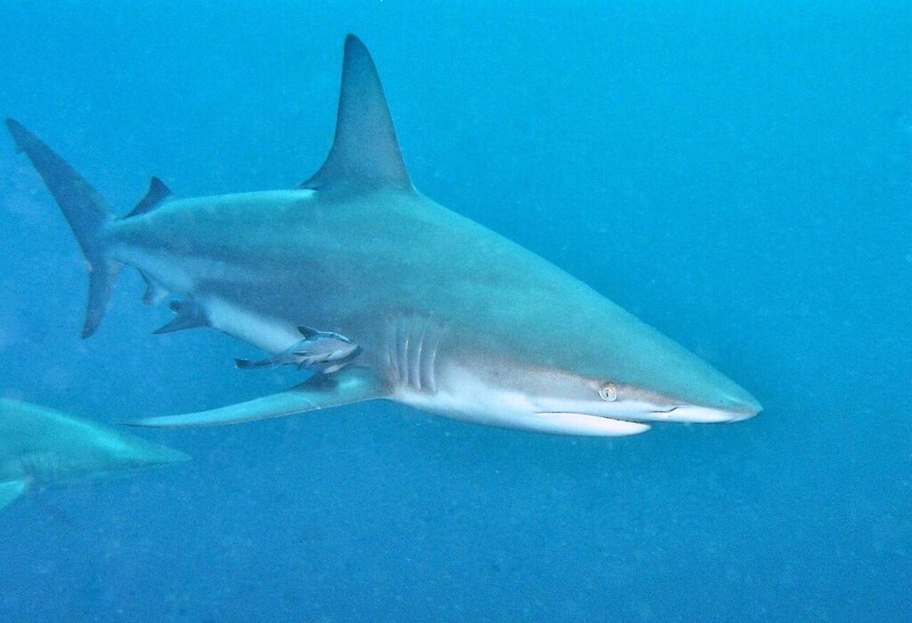 atlantic blacktip