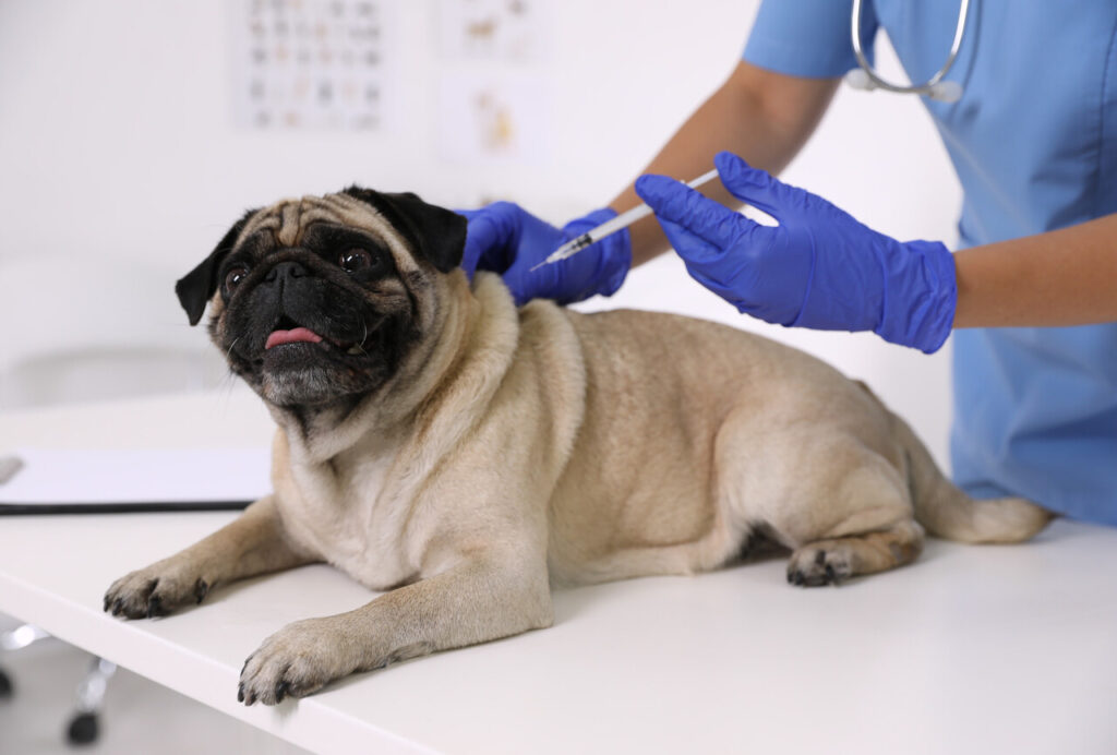 Bordetella dog vaccine