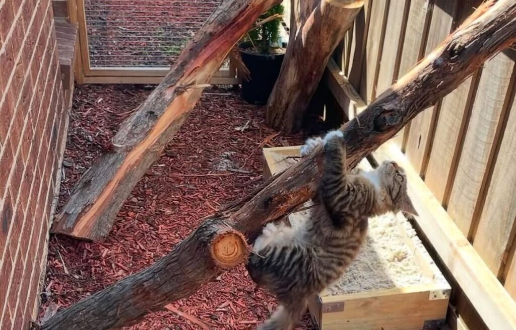 Kitten climbing a log in a catio.