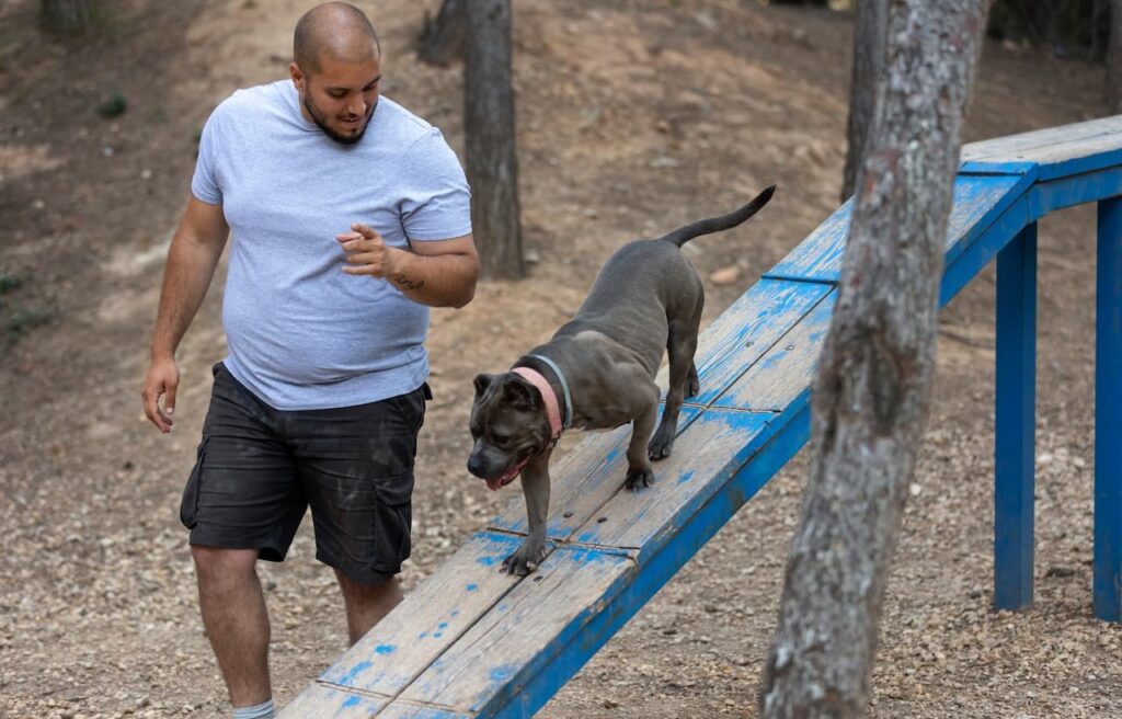 Man training Pitbull on ramp outdoors