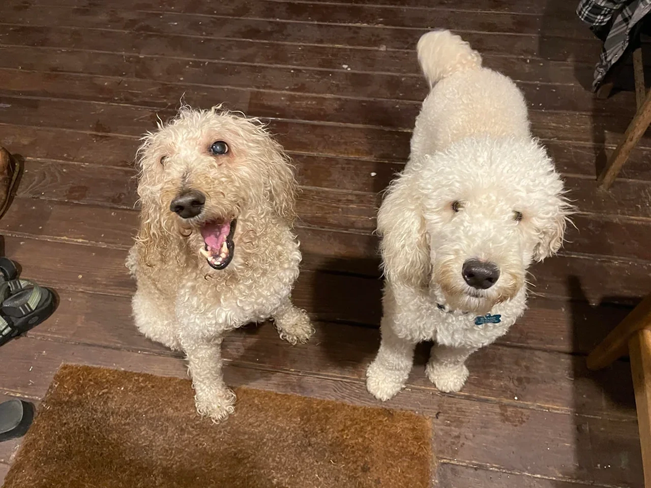 Poodles