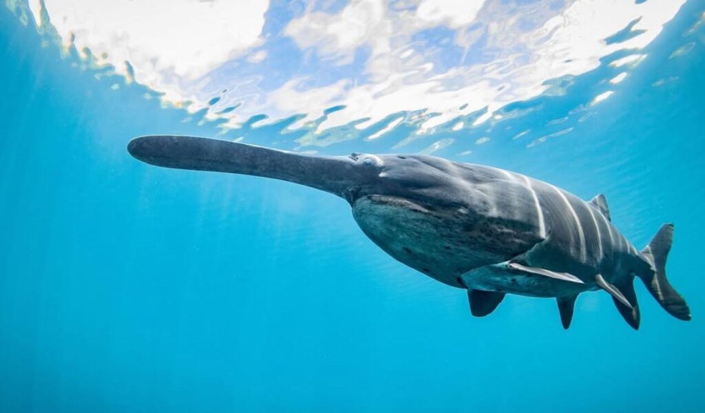 Paddlefish with long snout swimming in clear blue water near the surface.