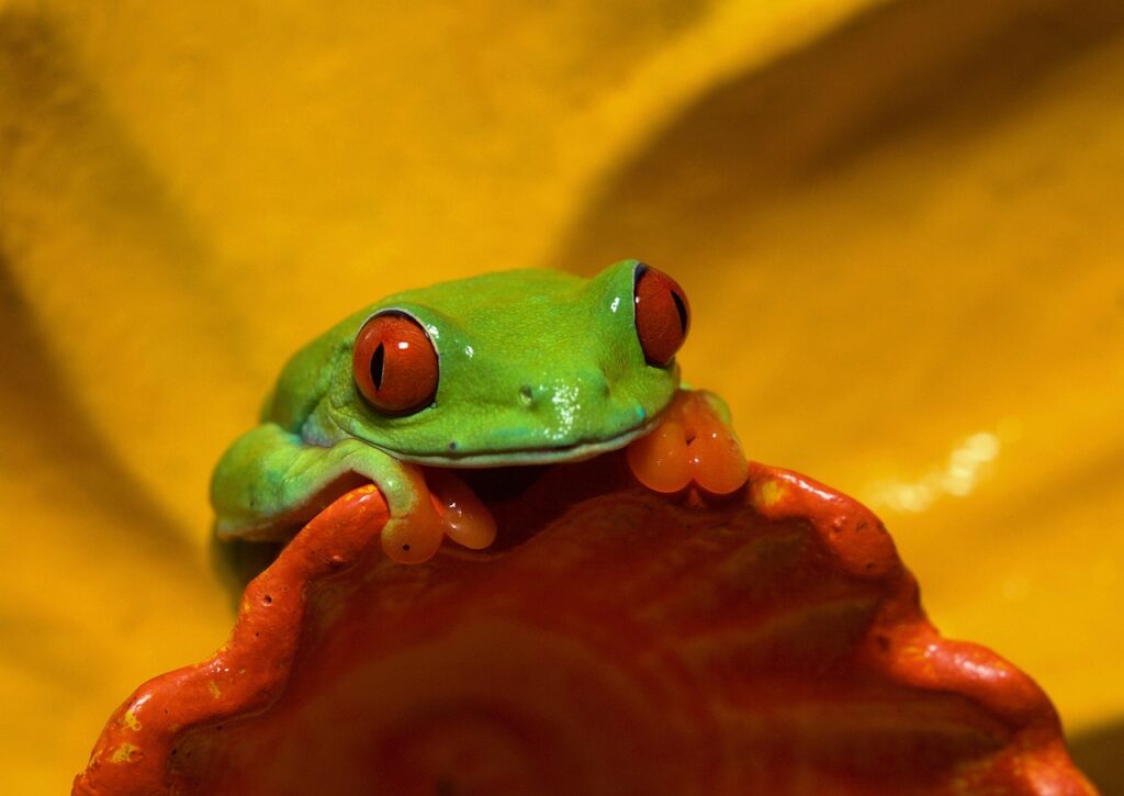 A Red-eyed Tree Frog