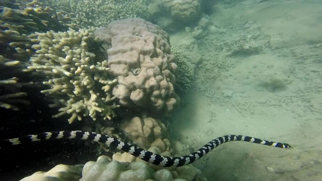 Sea Snake