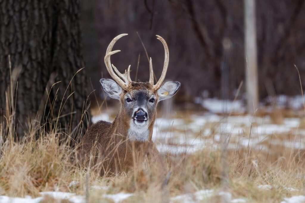 white tailed deer