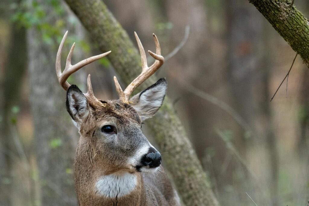 white tailed deer
