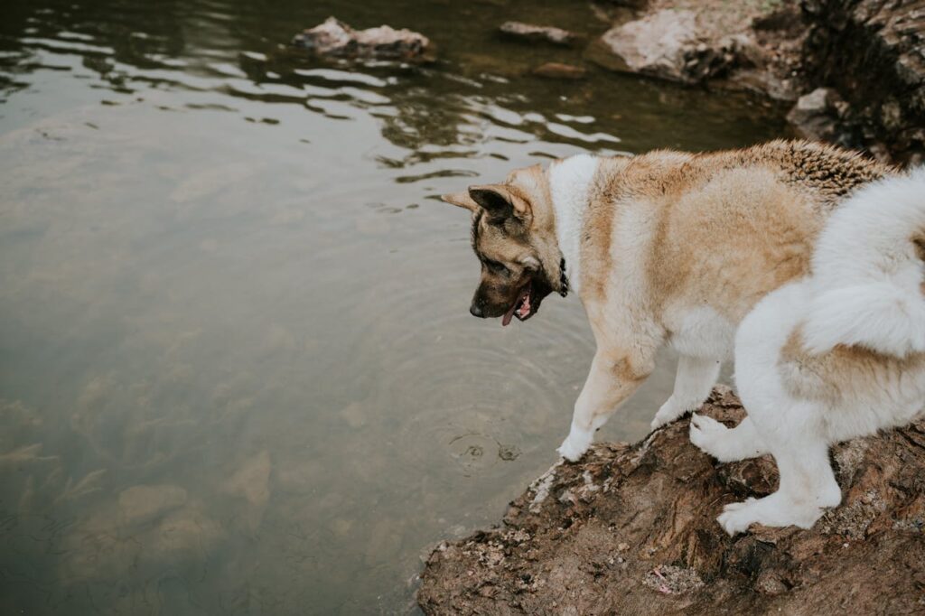 american akita