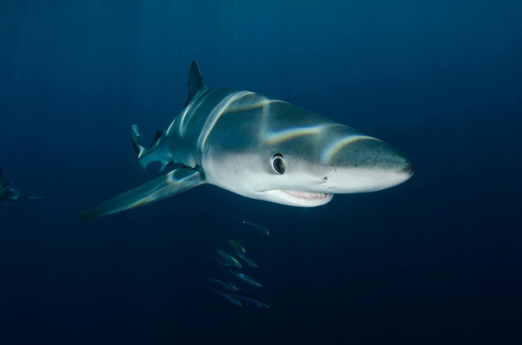 Shark