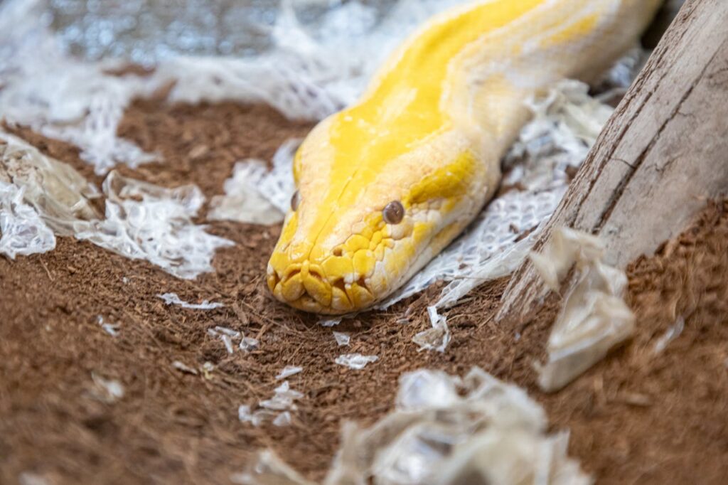 Pet Snake Skin Shedding