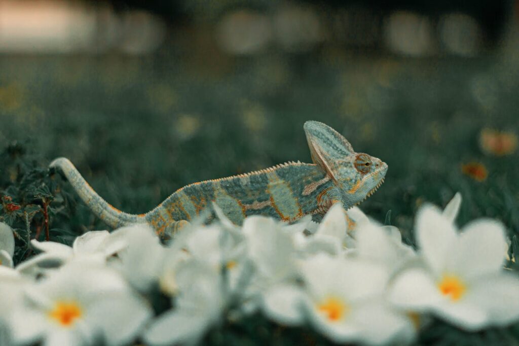 veiled chameleon