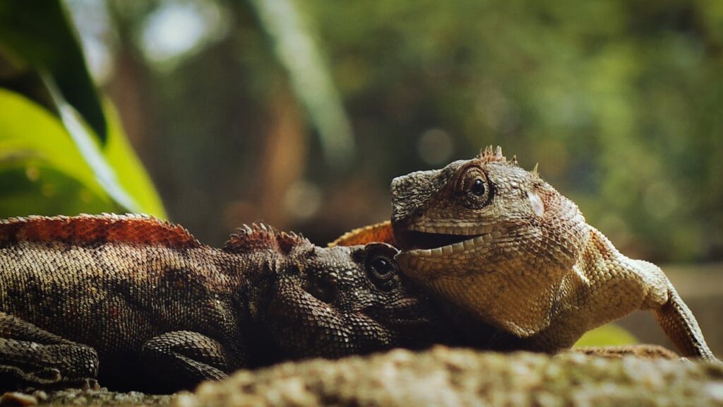 photo-of-iguanas