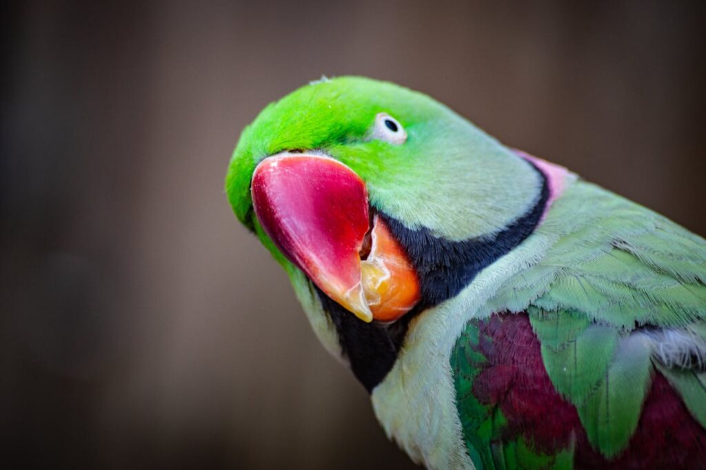 green parrot