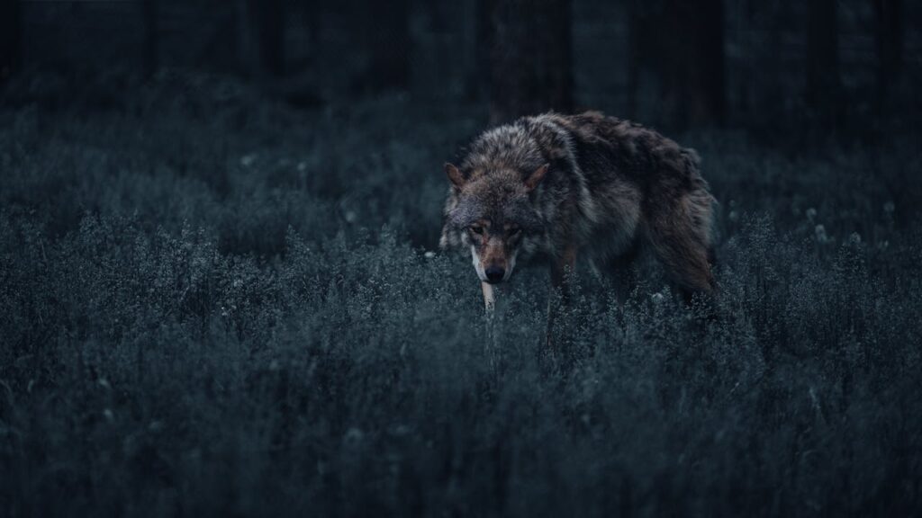 wolf