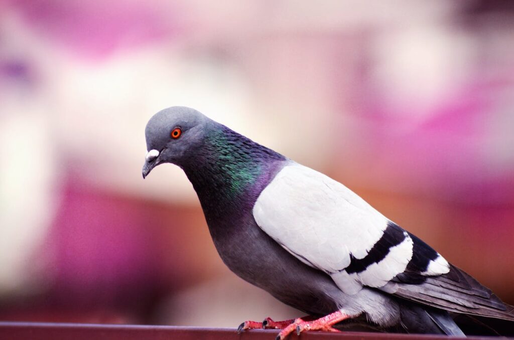 pigeon