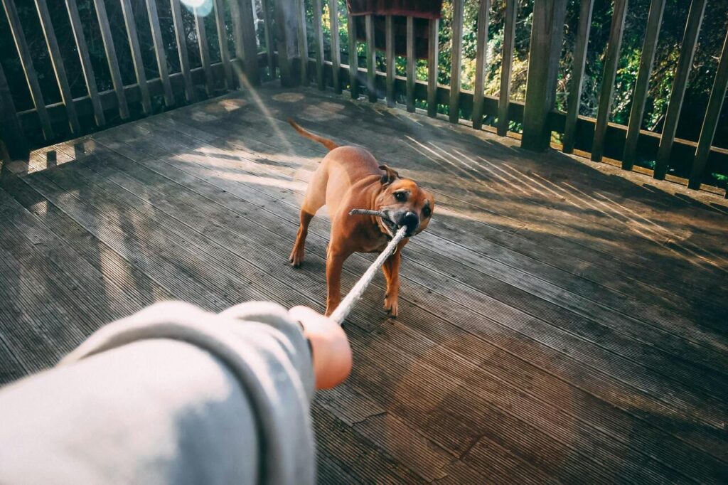 dog