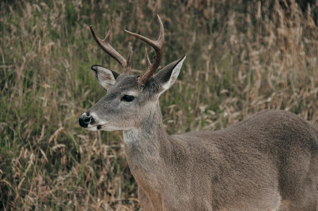 white tailed deer