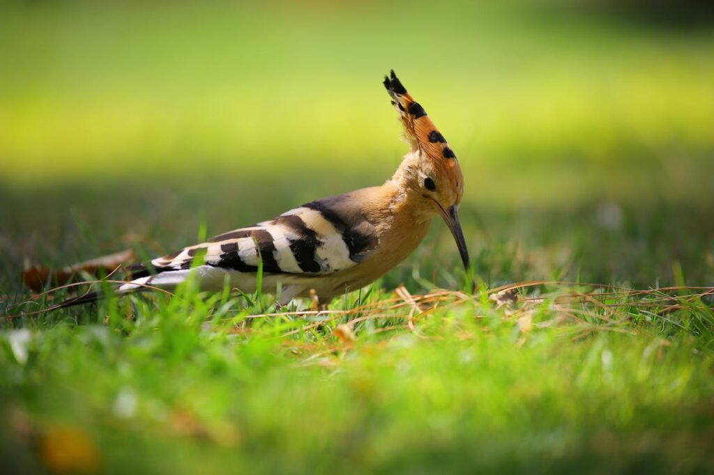 bird