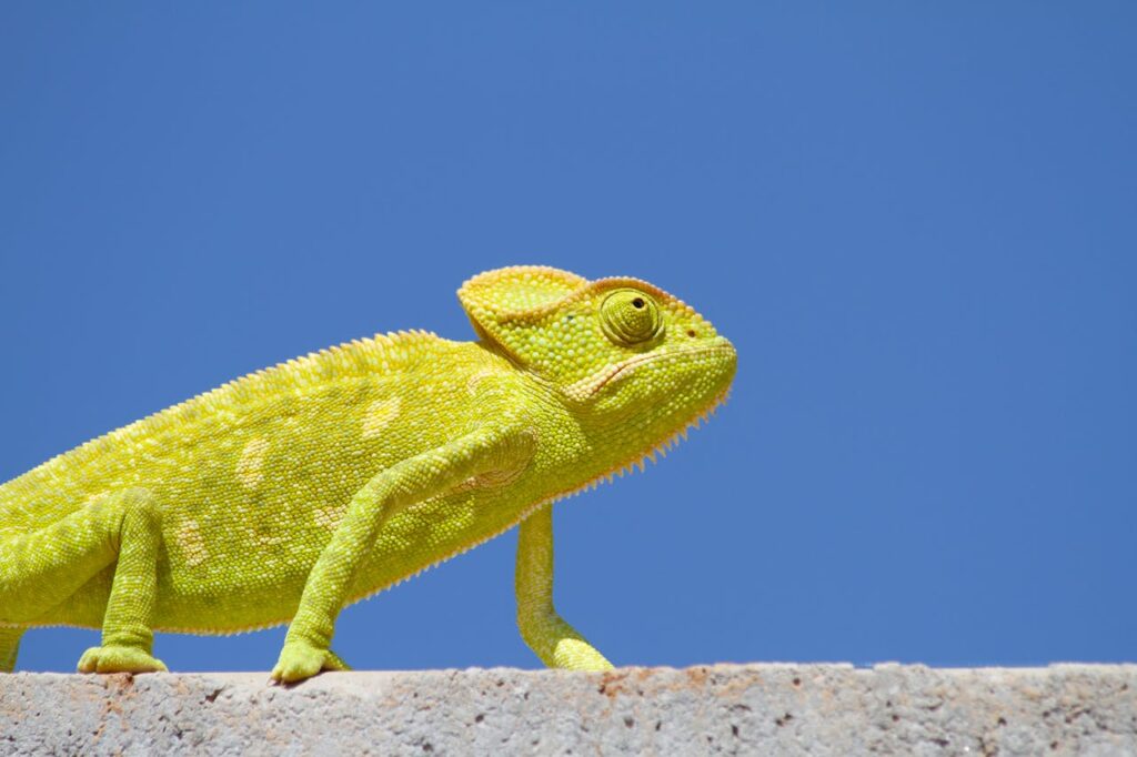 chameleon-on-top-of-the-wall-