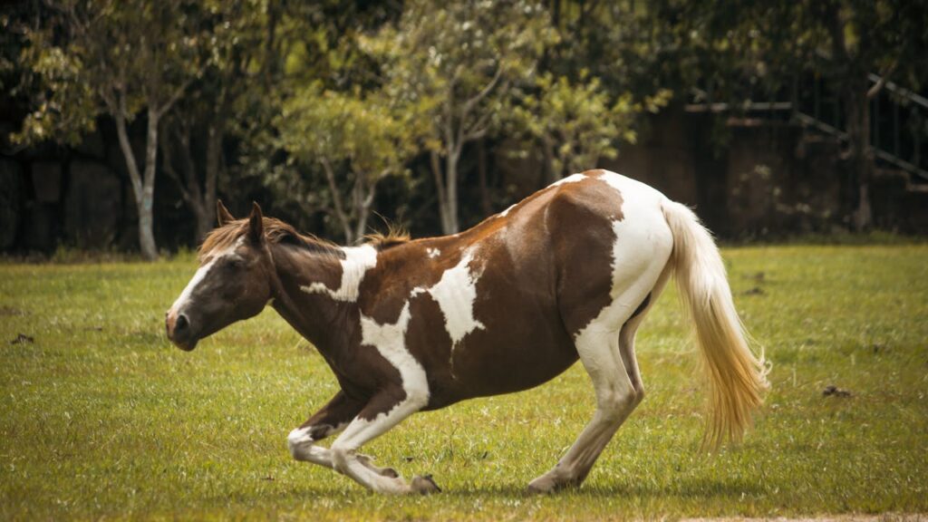 paint horse