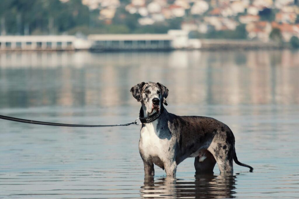 Great Dane