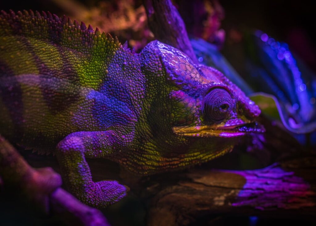 green-and-purple-chameleon