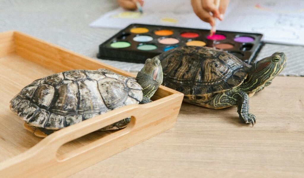  Two turtles on a table