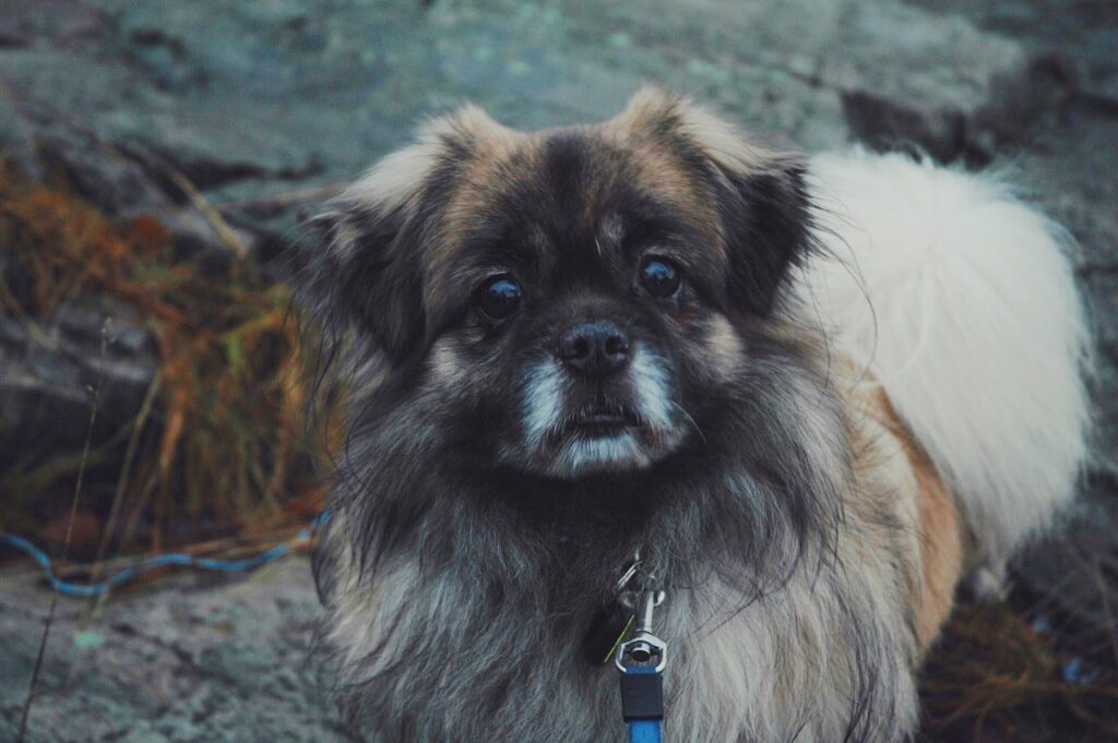 white-pekingese
