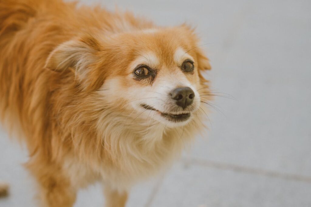 dog