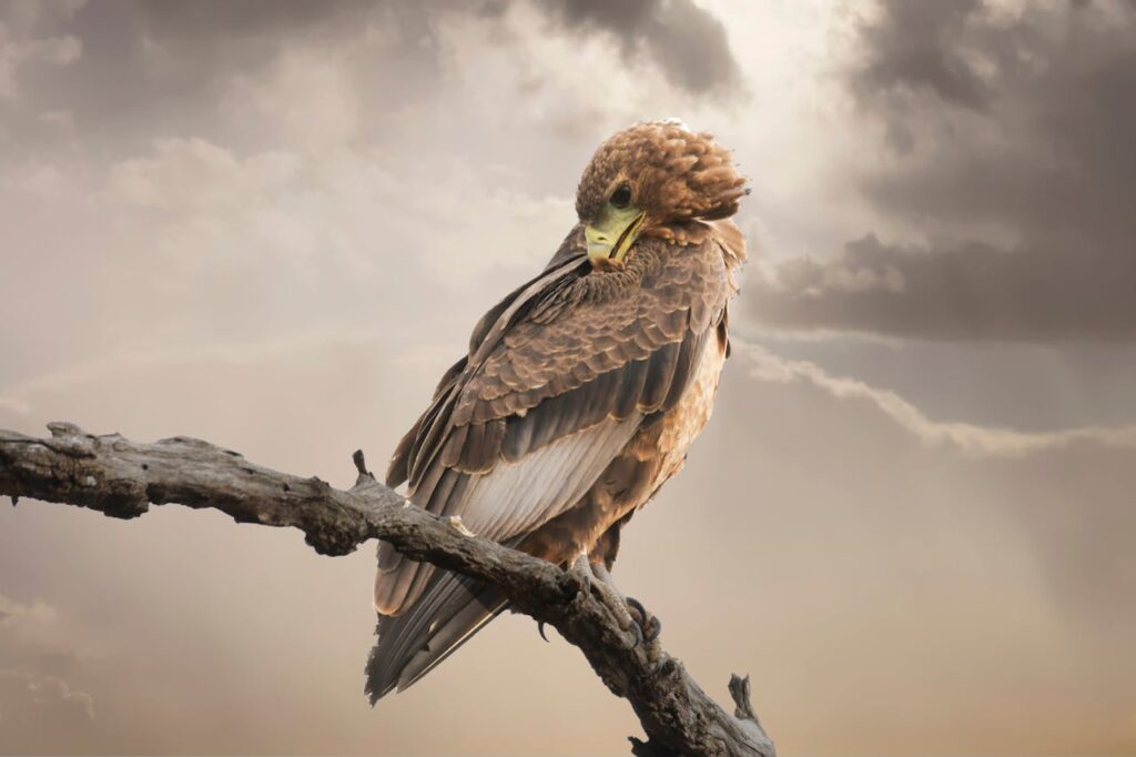 Golden Eagle