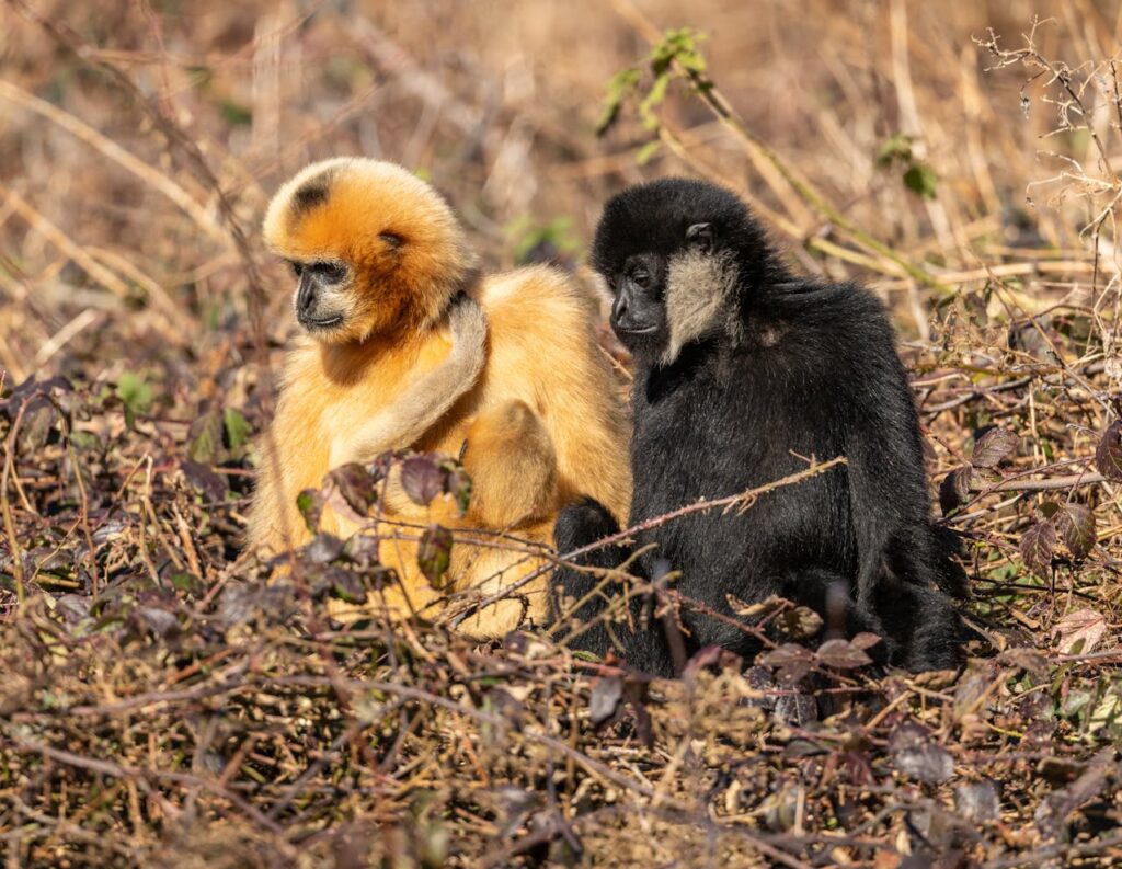 Gibbons: