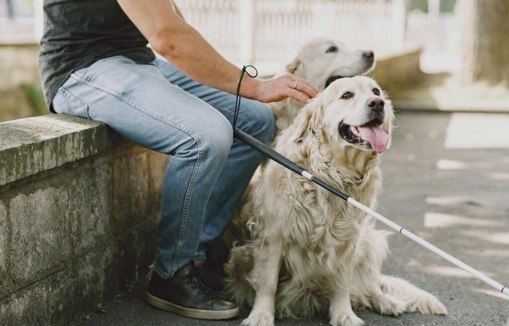 Man with a white cane sitting beside two service dogs.