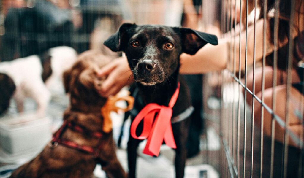 Black rescue dog with red ribbon in a cage, looking at the camera.