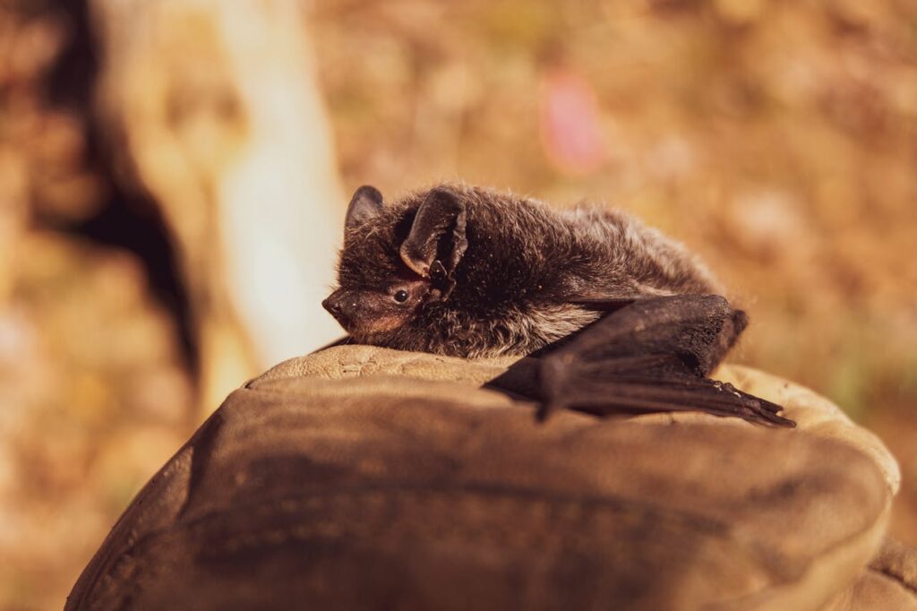 Many bats are protected by law