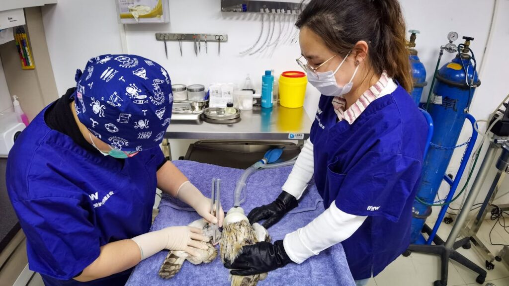 Injured bird for surgery