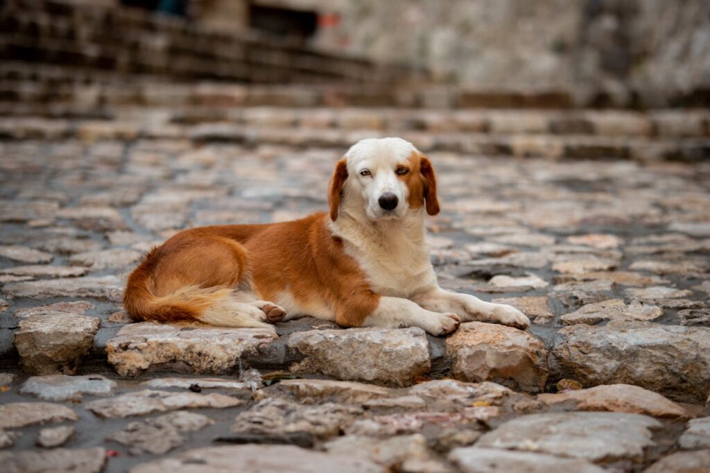 stray dog
