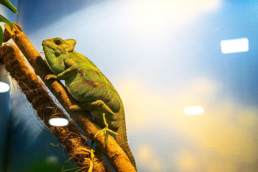 veiled chameleon