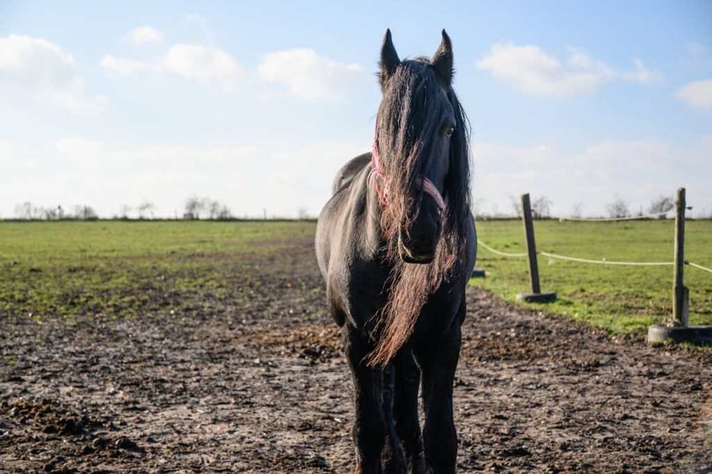 friesian