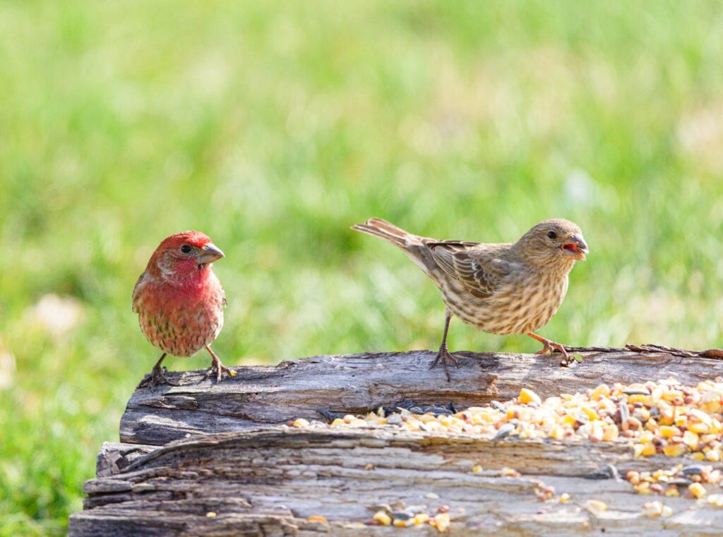 finches
