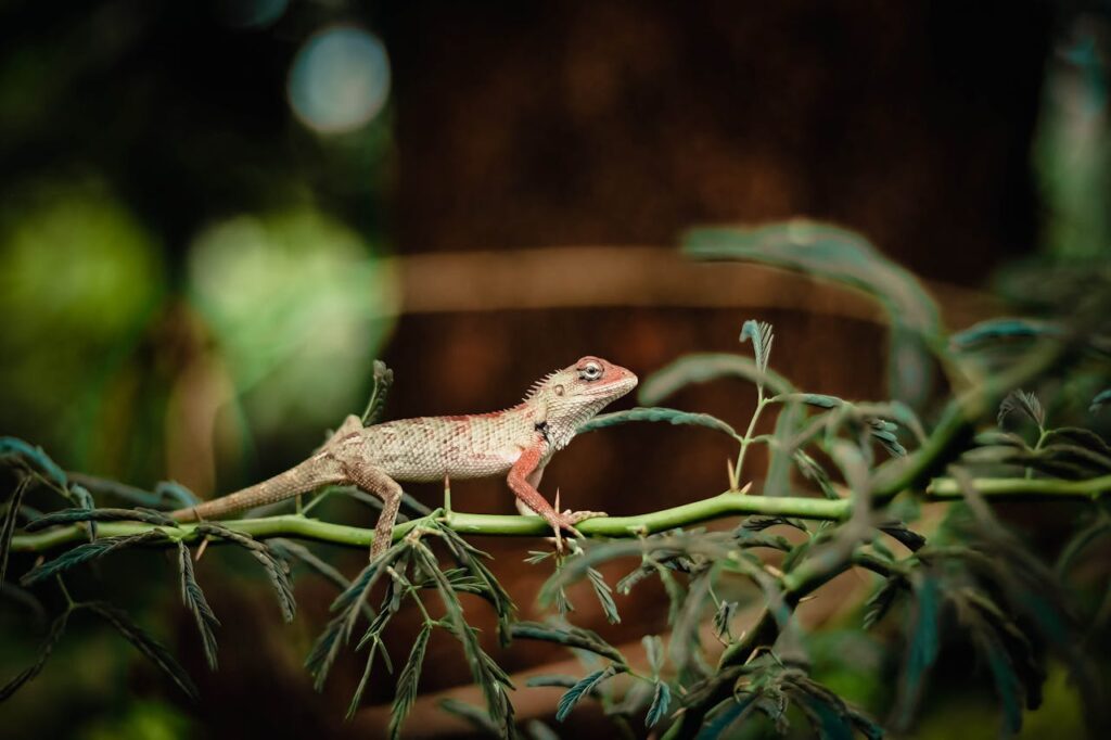 lizard